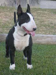 Black And White English Bull Terrier Puppy Black White Bull Terrier British Bull Terrier English Bull Terriers Bull Terrier