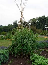 How To Support Tomatoes Bonnie Plants Plants Vegetable Garden Design Tomato Trellis