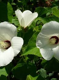 Image result for Hibiscus barbosae