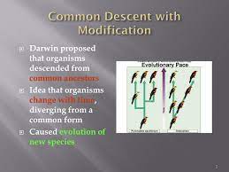 Fall semester 2020 descent with modification: Ppt Darwin S Theory Of Evolution Powerpoint Presentation Free Download Id 1957935