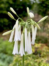 Image result for Agapanthus inapertus