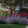 How knockout roses came to be. Https Encrypted Tbn0 Gstatic Com Images Q Tbn And9gcs6kxmu9yb Jcxspab3apewnmoxxgjs9e5ewnrig82q3x9rv9ou Usqp Cau