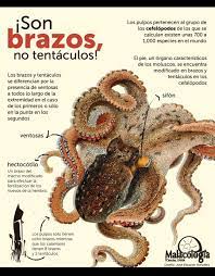 Sifón del pulpo