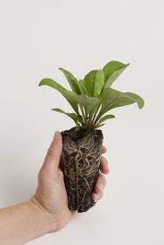 We recommend following these guidelines ensure the rose has enough space, so that the roots do not suffer from intense competition from neighboring plants, including trees and hedges. Plant Sizes
