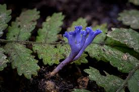 Image result for Kalaharia uncinata