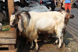 Maybe you would like to learn more about one of these? Jual Kambing Domba Qurban Siap Kirim Depok Kandang Kondang