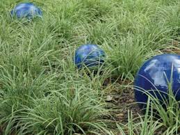 Ornamental grasses, like conifers and other evergreens, also provide interest in the fall and winter landscape, especially when backlit by morning or afternoon sun. Ornamental Grasses For Shade Gardens Horticulture
