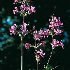 Image result for Silene abyssinica