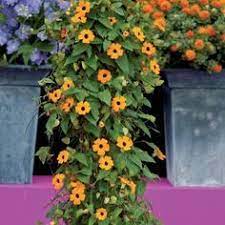 The plant in your garden can easily plant; Vines Growing In The Philippines Google Search Black Eyed Susan Vine Black Eyed Susan Flowering Vines