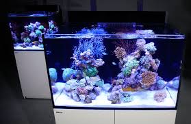 This post goes over all the steps involved in taking dry rock and creating a stable rock structure. Red Sea Max E Series Fully Featured Reef Spec Coral Reef Aquarium Systems