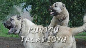 Kutrbogan Talaz Soyundan Geriye Kalan Aslanlar In 2020 Labrador Retriever Labrador Animals