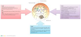 Understanding the function of histone ptms is the key to deciphering how genomic activities are regulated. Ijms Free Full Text Histone Posttranslational Modifications Of Cd4 T Cell In Autoimmune Diseases Html