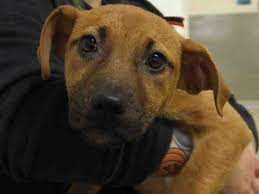 The Humane Society Of Missouri S St Louis Area Adoption Centers Feature Dogs Cats Puppies Kittens Rabbits And Man Humane Society Pet Adoption Dog Adoption