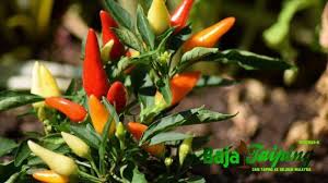 Tumls buncis dan sayur sawi. Pembekal Baja Taiping Baja Terbaik Untuk Semua Jenis Sayuran
