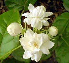 The sweet smelling flower is commonly found. 20 Indian Flowers With Fragrance Ideas Flowers Indian Flowers Beautiful Flowers