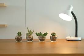 Many cacti are hardy and can be grown outdoors even where temperatures dip well below zero. Can I Use A Normal Lamp To Grow Plants