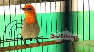Burung flamboyan ini termasuk burung. Burung Kemade Gacor Full Isian Contoh Lif Co Id