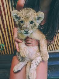 La Boufadora In Punta Banda Mexico Baby Lion Cute Baby Animals Baby Animals