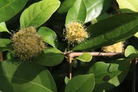 Image result for Pisonia aculeata