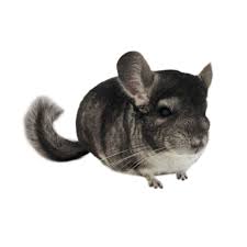 We've had this exercise ball for a year now. Chinchillas For Sale Chinchilla Lanigera Petco