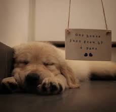 Welcome To Your New Home Obi Thank You Bunnyandmooceramics The Sign Is Perfect Goldenretriever Puppiesofinstagram Puppy Announcement Puppy Litter Puppies