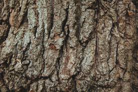 English Oak Tree Bark Background Texture Oak Tree Bark English Oak Tree Tree Bark Texture