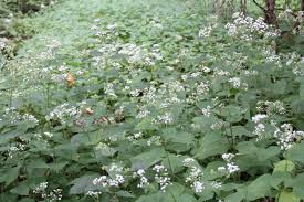 Image result for Ageratinastrum