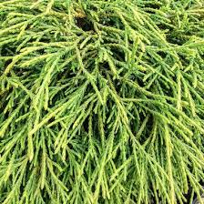 Image result for Cyamopsis serrata