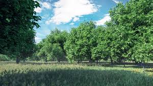 Where can i buy a fruit tree online? Cgaxis 3d Models Fruit Trees