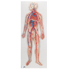 Best viewed on 1280 x 768 px resolution in any modern browser. Anatomical Model Anatomy Of The Heart Circulatory System Model
