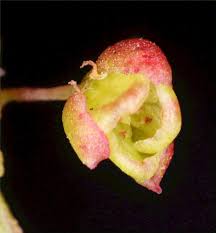 Image result for Rumex sagittatus