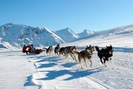 Une balade avec des chiens d'attelage. Chiens De Traineaux Orcieres En Hiver Chien De Traineau Chien De Neige Chien