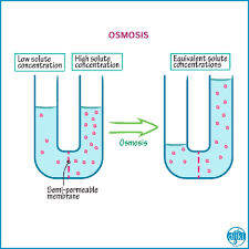 Nice And Easy Refresher How To Think About Osmosis Let S Imagine A Way To Think About The Direction Of Biochemistry Osmosis Human Anatomy And Physiology