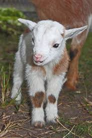 Google Cute Baby Animals Baby Animals Pictures Cute Animals