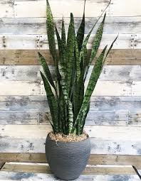 Image result for Sansevieria trifasciata