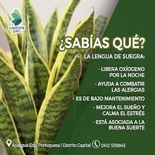 Alargada como una lengua de vaca, la planta coloquialmente conocida como  lengua de suegra, tiene varios beneficios para tu salud.🍃✨ Esta planta ha  tomado bastante popularidad gracias a que la NASA la