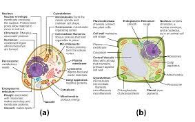 Which of the following is *not* found in animal cells? Organelles Biology For Majors I