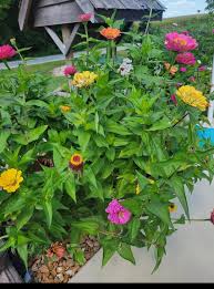 Zinnia growth issues and experiences