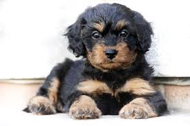 This section is dedicated to cavapoo puppies. Complete Cavapoo Guide 6 Must Read Facts All Things Dogs All Things Dogs