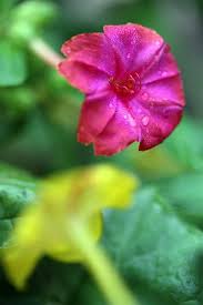 Four o'clock ( mirabilis jalapa or marvel of peru) is the most commonly grown ornamental species of mirabilis, and is available in a range of colours. Learn How To Grow Four O Clocks Gardener S Path