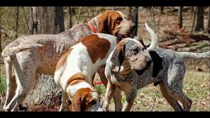 A coonhound, colloquially a coon dog, is a type of scenthound, a member of the hound group. Finished Coonhounds For Sale In Alabama 08 2021