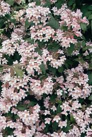Beauty Bush