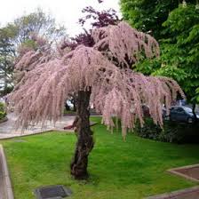 Check spelling or type a new query. Tamarisk Planting And Care Reproduction Trimming And Wintering