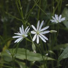 Image result for Stellaria