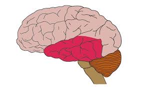 Image result for Temporal Lobe