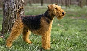 Bayleigh welsh terriers has produced the #1 welsh terrier in the country in 2010, 2011, 2012. Welsh Terrier Dog Breed Information