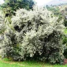 Image result for Tarchonanthus camphoratus