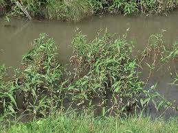 Image result for Persicaria senegalensis