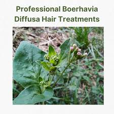 Image result for Boerhavia
