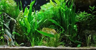 100 Litre Tank Heavily Planted Primarily Set Up For 3 Pairs Of Apistogramma Also Home To Pair Of Ancistrus Bog Wood An Planted Aquarium Aquarium Sand Fish Tank